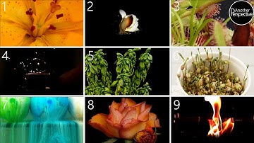 Macro Photography Time Lapse | 50.000 Minutes