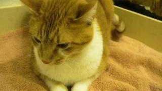Jack DECLAWED Red Mackerel Tabby & White