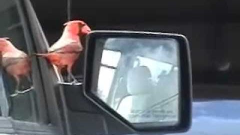 Cardinal Attacking Its Reflection