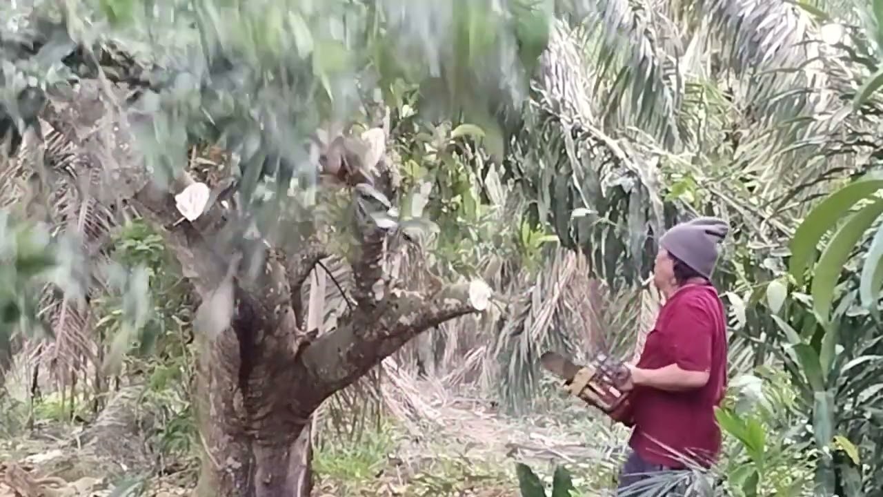 Pruning pokok cempedak tua guna chainsaw bateri