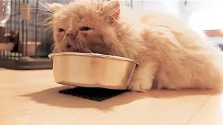 【ロイヤルカナン 猫】「食べる力」=「生きる力」 食事は大事