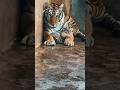Heartwarming Moment: Mother Tiger &amp; Her Cub Will Melt Your Heart 🐯💕#shorts #youtubeshorts
