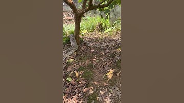 파이썬이 정원으로 기어들어갔다 #다큐멘터리 #독사 #뱀 #살무사 #snake #맹수 #animals