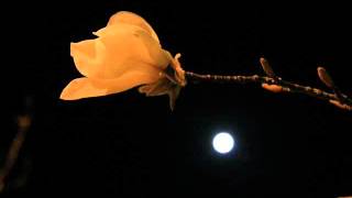 Raag Jog, Shrimati Girija Devi, Pandit Ramesh Mishra
