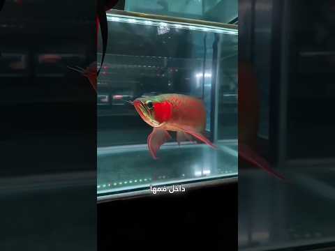سمكة الأروانا الأسطورية السر الذي لا يعرفه الكثيرون عنها اكسبلور سمك