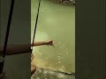 mancing ikan wader pari #shorts