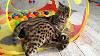 SERVAL GOT HIT FROM MISA / Game and meeting with Maine Coon