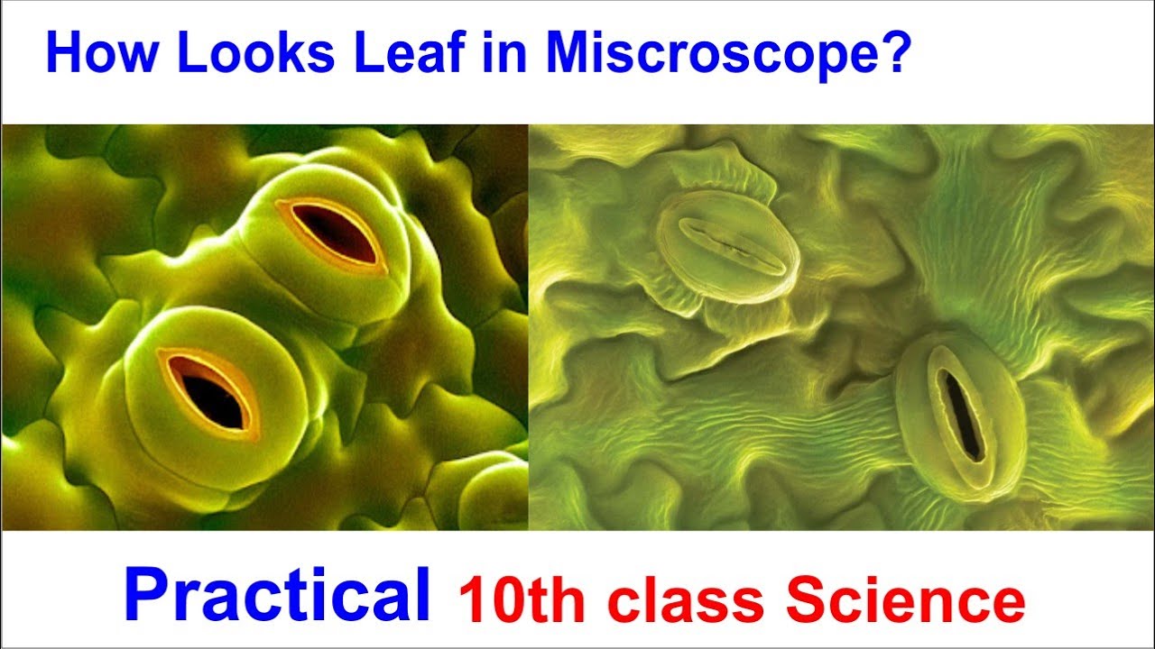 10th Class biology stomata - YouTube