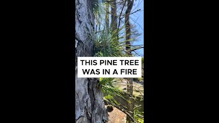 Regrowth after #wildfire 🌲🔥|| #regrowth #moutainview #tree #fire #pinetree #burnout #wildfires