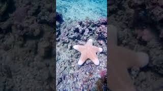 Doughboy Seastar (Choriaster) #philippines #underwaterlife #underwater #diving #marinelife