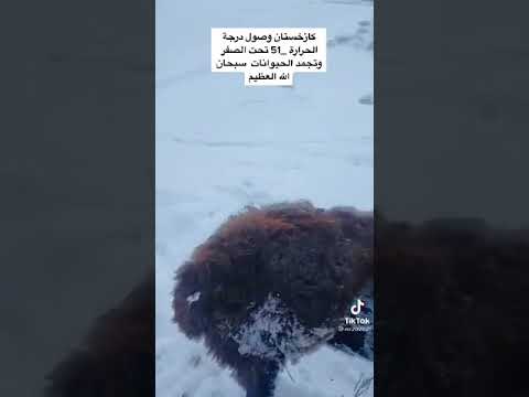 Des Animaux Qui Gele De Froid 1000 Degre Hahahahahhaha Youtube
