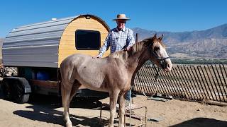 Teach Your Horse To Pick You Up - Update