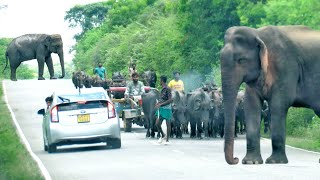 A group of young people among wild elephants