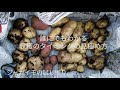 ジャガイモ＃5　【誰にでもわかる収穫のタイミングの見極め方　試し堀り】2021年5月29日