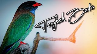 Masteran Cendet Tengkek Buto~Jernih dengan Jeda || Masteran Cendet Juara