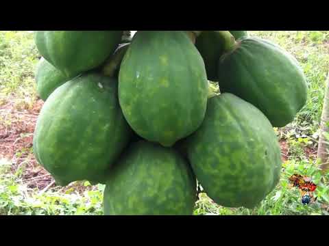 Vidéo: Pawpaw Fruit Trees - En savoir plus sur les différentes variétés de papayes