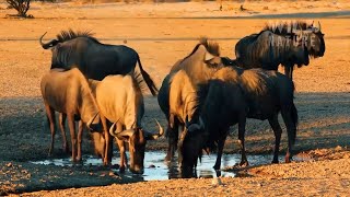 Wildebeest Migration's Deadliest Crossing | Mara River Documentary