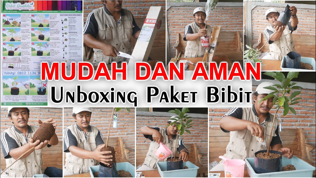 bagaimana cara membuka kemasan bibit dengan aman dengan proses karantina yang benar