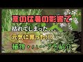 夏の猛暑で枯れた？元気になった？植物・ハーブを紹介！