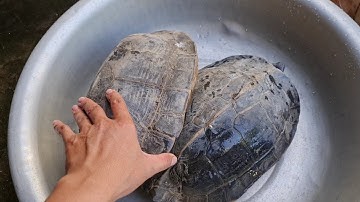 mô hình chăn nuôi càng đước vàng rùa răng