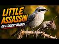 Little assassin on a thorny branch.
