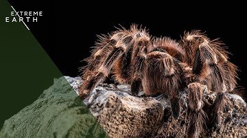 Hunting the Deadliest Spider (Animal Documentary)