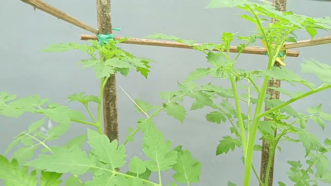 Tiang Penyangga Tanaman Tomat Berbentuk Persegi