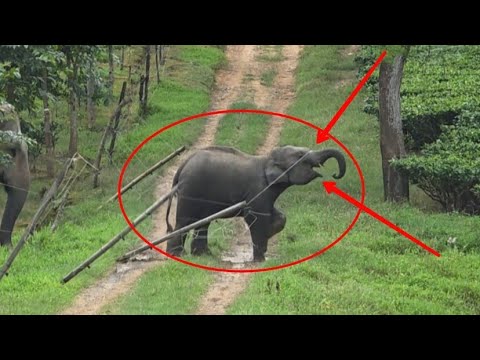 22 June 2026#assam #animals #virelvideo 