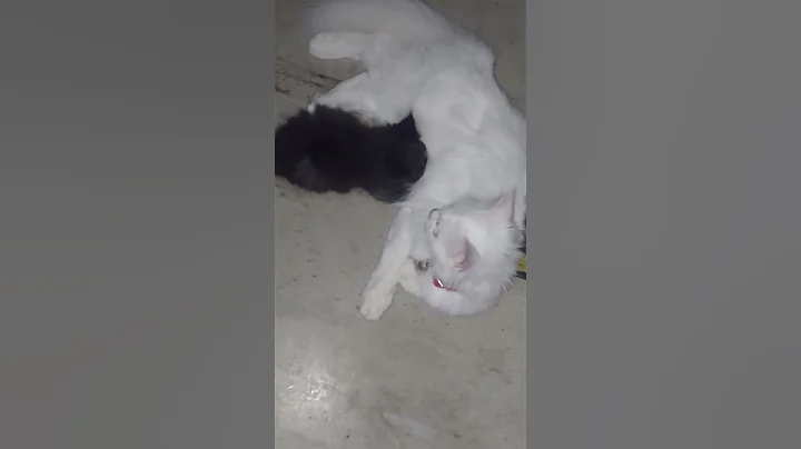 Video 10421271: cat fun kitten, cats funny fail, laugh cat, cat lovers