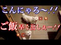 玄関先でご飯が出るのをずっと待っていた野良子猫たちに遅いぞと怒られました