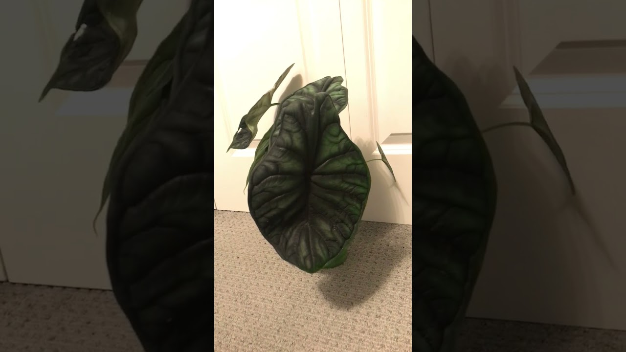 Giant leaf Alocasia Dragon Scale