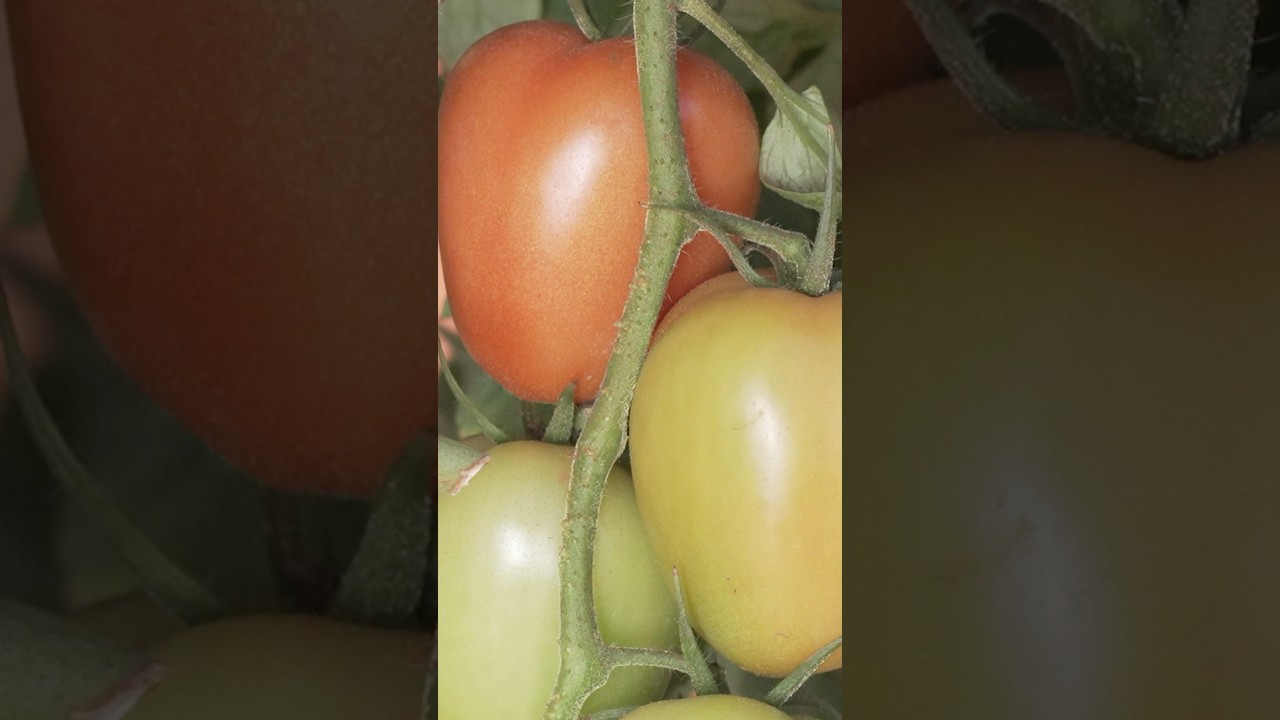 Variedade de #tomate resistente ao geminivirus