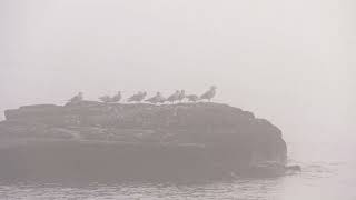 Enjoying a foggy morning in Duluth, Minnesota