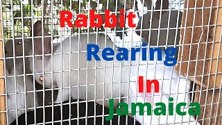 Rabbit Rearing in Jamaica