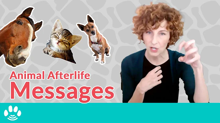 Will I see my dog in afterlife? (2023)