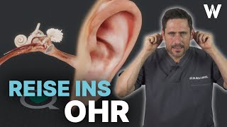 Unsere Ohren: Hören, Anatomie und Verletzungen! Die erstaunlichen Aspekte des menschlichen Gehörs