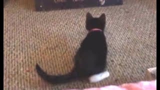 2018 11 17 Cat video - Sylvia playing (song muted)