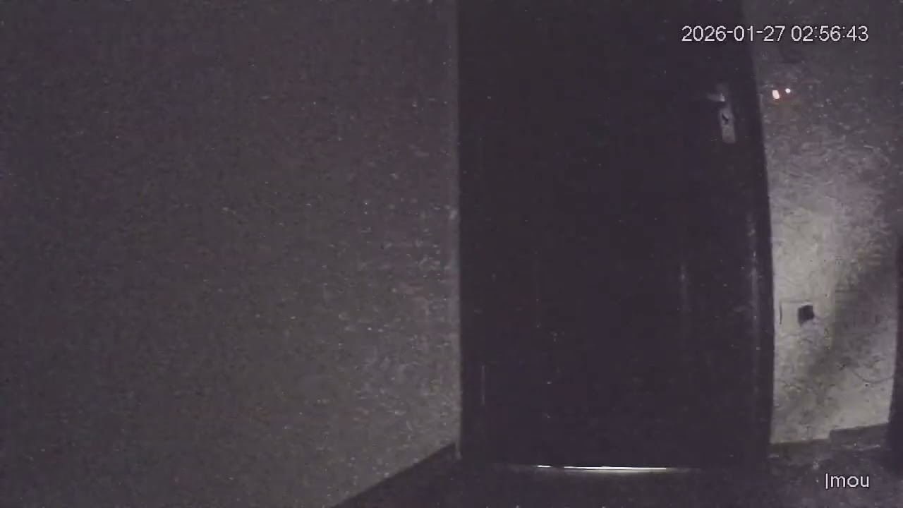 Spider Mouse Is Real 🕷️🐭