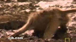 Видео про бабуина которому удалось вырваться от крокодила