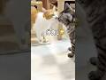 朝の給水タイムで順番待ちする猫たち#shorts