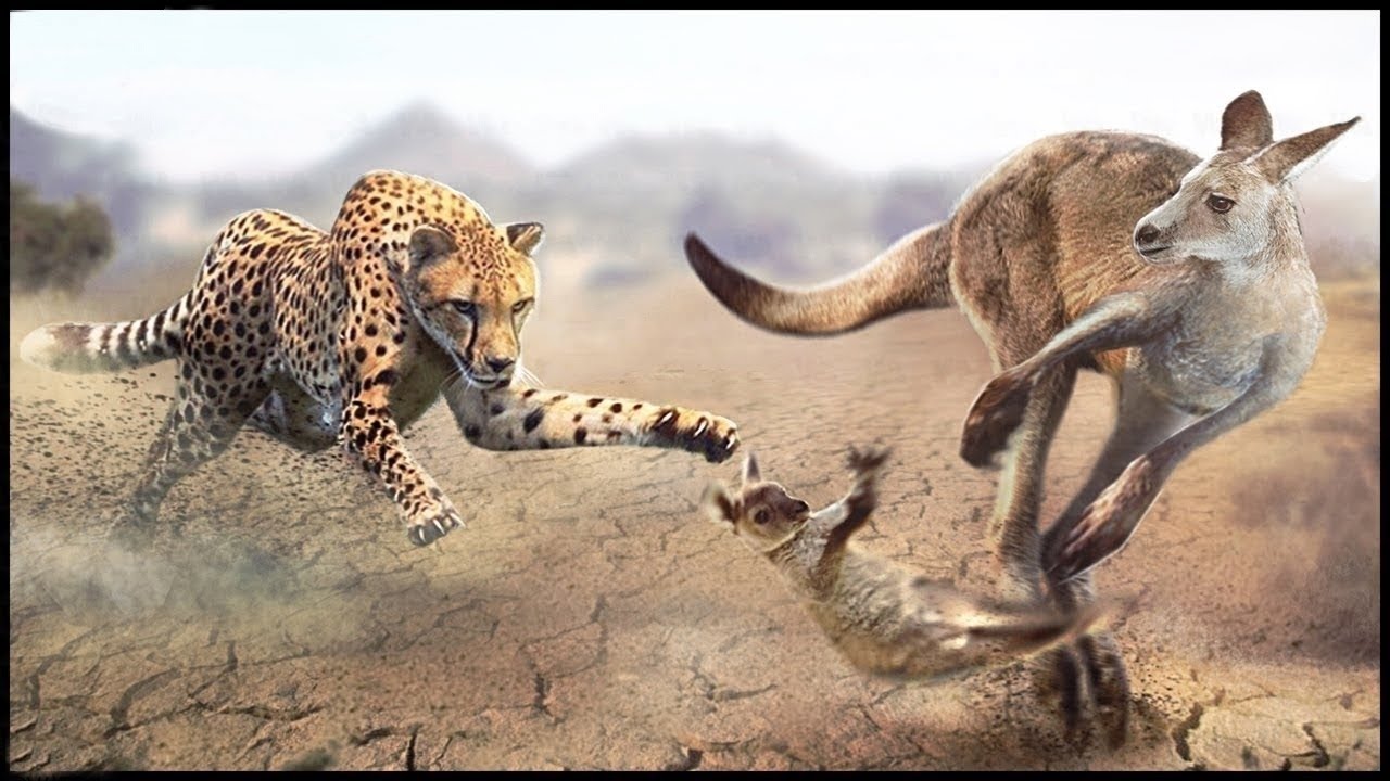 esta-es-la-raz-n-por-la-que-el-canguro-abandona-a-su-beb-a-los