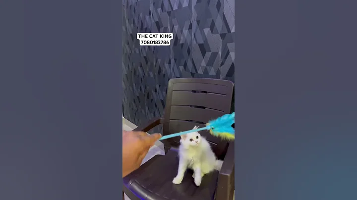 Watch the video about Persian cats , male kitten for sale,delivery available,good quality,trained kittens avbl Lucknow