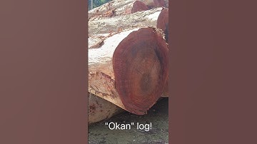 Okan logs! (Names/species of logs in Africa) #shortstrending