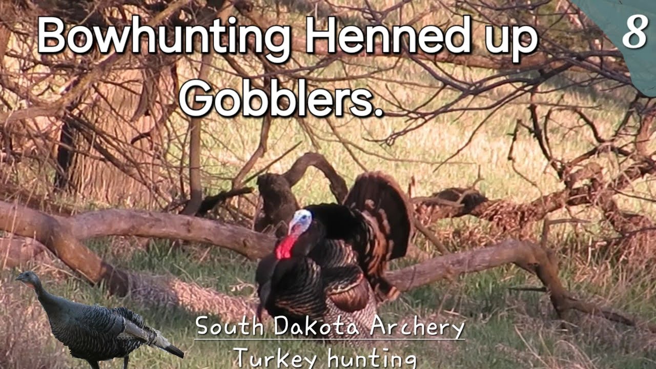 tpw-bowhunting-henned-up-gobblers-south-dakota-archery-turkey-hunting