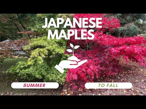 Japanese Maple Gardening, Summer To Fall Colour Secrets