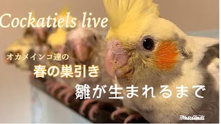 Cockatiels LIVE 春の巣引きオカメインコ6日目 Cockatiels LIVE 春の巣引きオカメインコ6日目