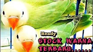 Stock Lovebird Terbaru Ready warna Mening-Mening Boskuh