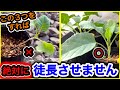 秋野菜を徒長させない!病気に強い苗に育てる方法!8月の猛暑で発芽100%を目指す夏の種まき