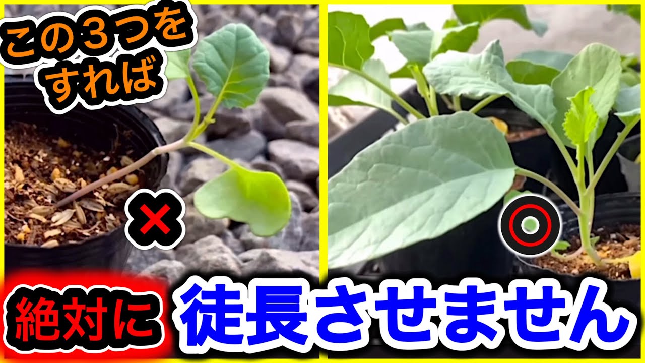 秋野菜を徒長させない!病気に強い苗に育てる方法!8月の猛暑で発芽100%を目指す夏の種まき