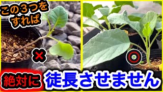 菜々葉様⋆͛*͛ ͙͛⋆͛ᐝ·̩͙オーダー品☽︎‪︎.*·̩͙‬ Don't Let Your Fall Vegetables Get Leggy! How to Grow Disease
